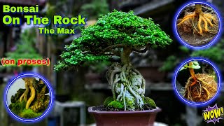 Proses Bonsai On The Rock Mame id Sancang [upl. by Nellie]