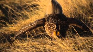 The Grouse Dance of American Prairie Reserve [upl. by Walrath594]