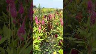 Pastel Celosia Cut flowers gardening [upl. by Ivz558]