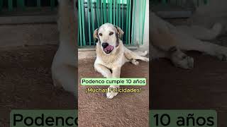 Podenco cumple 10 años ¡Muchas Felicidades mastin español perros [upl. by Trefor981]