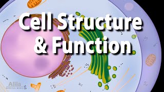 Cell Structure and Functions Animation [upl. by Mudenihc]