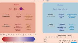 Part 1 Acidosis and Alkalosis Metabolic or Respiratorymp4 [upl. by Herrah]