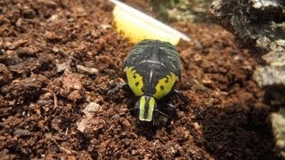 Euchroea coelestis  Flower Beetle  Rosenkäfer [upl. by Linzy250]