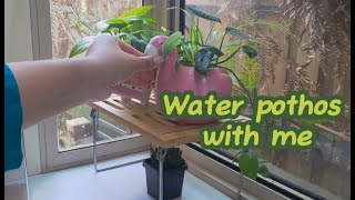 Water pothos with an advice [upl. by Macdougall]