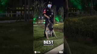 3 Legged Puppy Becomes Best Police Dog ❤️dog dogshorts wholesome [upl. by Slorac]