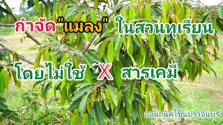 กำจัดแมลงในสวนทุเรียนโดยไม่ใช้สารเคมี ทุเรียนปราจีน OrganicZonePhachinburi durianthailand ep9 [upl. by Anon862]