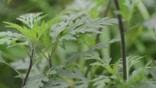 Weed ID Ragweed [upl. by Kincaid]