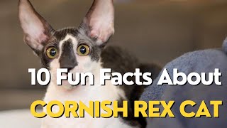 10 Fun Facts About Cornish Rex Cat [upl. by Eirlav685]