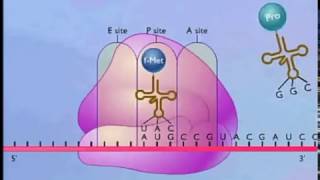 Translation in prokaryotes [upl. by Akirea]