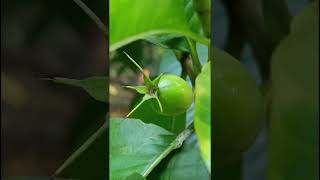 Gardenia latifolia Rubiaceae family nature forestflower trending flowersforest gardenflora [upl. by Losyram493]