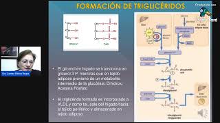 METABOLISMO DE LÍPIDOS [upl. by Buxton]