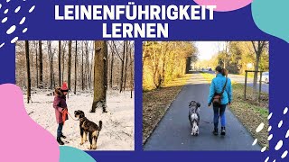 Wie habe ich meinem Hund die Leinenführigkeit beigebracht [upl. by Vala]