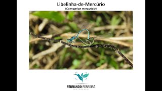 LibelinhadeMercúrio Coenagrion mercuriale  Acasalamento [upl. by Lubba]