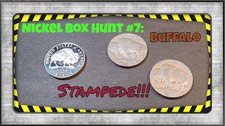 Nickel Box Hunt 7 Buffalo Stampede [upl. by Ellerehs]