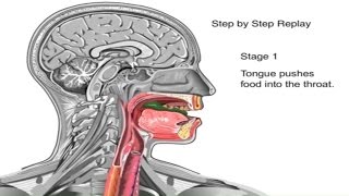 How Swallowing Works Animation Video  Stages of Swallowing Process  Swalllow Anatomy amp Physiology [upl. by Yklam]