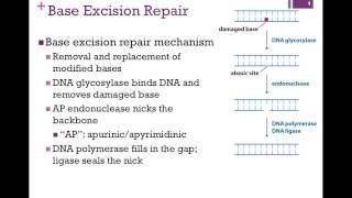 166Mismatch amp Base Excision Repair [upl. by Weatherley901]