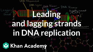 Leading and lagging strands in DNA replication  MCAT  Khan Academy [upl. by Nerb704]