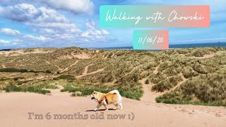 Walking on the beach with Chowski Puppy  Dog friendly beach in Scotland [upl. by Ayahsey]