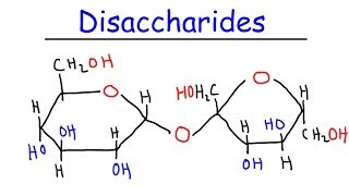 Disaccharides  Sucrose Maltose Lactose  Carbohydrates [upl. by Whitver]