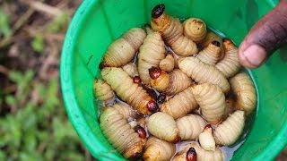 BUGSfeed Preparing and cooking palm weevil larvae [upl. by Eberly546]