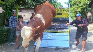 JEMPUT Sapi Simental Cross Non Poel Umur 19 Bulan Sampai Lintas Provinsi 🔥🔥🔥 [upl. by Enylodnewg]