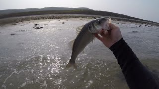 Catching Sea bass on surface lures in Wales [upl. by Heinrich]