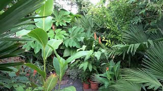 Our Small Tropical Garden 5 years of growth 2019  2023 [upl. by Medardas698]