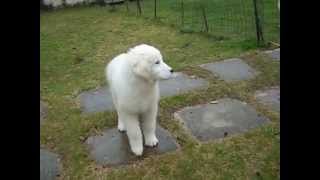 Allevamento Maremmano Abruzzese cucciola 80 gg  Maremma sheepdog fem pup 70 days old [upl. by Eerihs]