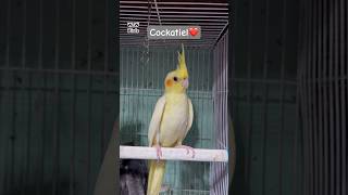 Pets market cockatiel javasparrow gouldianfinch budgies lovebirds petsvlog pets shortsfeed [upl. by Leunamesoj]