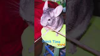 🐾😅Chinchilla vs Apple Stick A Munching Marathon🥰👍chinchillalife chinchillacuteness funny [upl. by Salis]