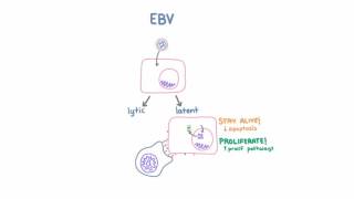 Epstein Barr Virus EBV and Cancer [upl. by Niasuh]