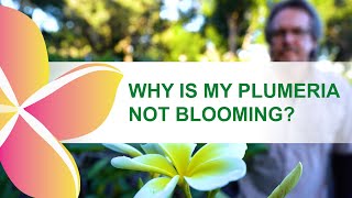 Why isnt my plumeria blooming [upl. by Star]