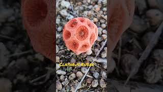 Clathrus Ruber aka Stinkhorn [upl. by Lucia]