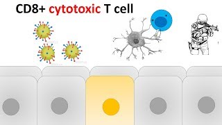 cytotoxic T cell activation and killing mechanism [upl. by Anim]