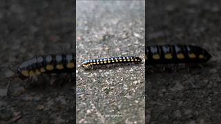 Paradoxosomatidae Insect Wildlife Arthropoda Insecta nature srilanka trending video short [upl. by Llehsyar]