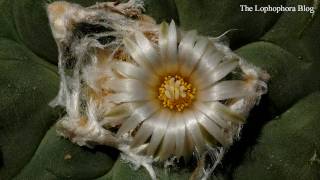 Flowering Lophophora diffusa cactus HD timelapse video [upl. by Imiaj]