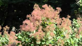 Cotinus coggygria Young Lady [upl. by Shelman]