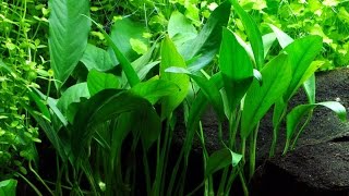 Anubias Angustifolia Afzelii  Narrow leaved anubias  Small anubias Care and Info [upl. by Alliuqa]