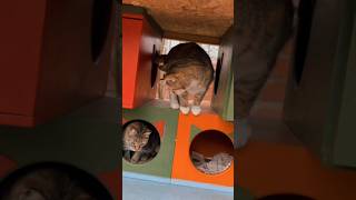 Funny Cats Moments Video 🤣😹funnyanimals funnycats2024 shortvideo [upl. by Atirehc]