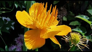 Best plants for pollinators Trollius Golden Queen the yellow Chinese globe flower care in the UK [upl. by Marsland]