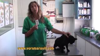 Como poner una pipeta a un gato explicado por VETERINARIO How apply a cat pipette explained by VET [upl. by Mallon]