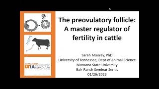 Dr Sarah Moorey The Preovulatory Follicle A master regulator of fertility in cattle [upl. by Llerrod]