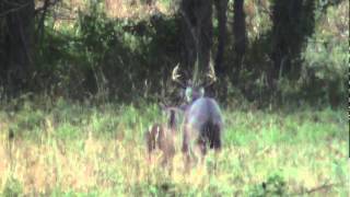 8 Point Buck  Breeding Rut East Texas Montgomery County 2010 Whitetail Deer [upl. by Lenahtan567]