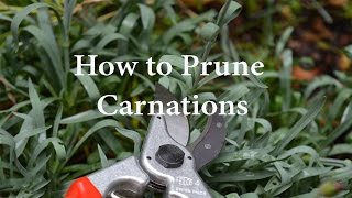 How to Prune Carnations or Dianthus [upl. by Anyahc]