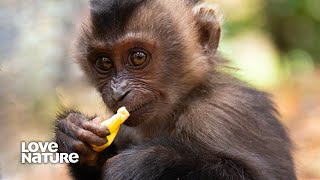 Baby Lion Tailed Macaque Needs Family to Survive  New Kids in the Wild 105 [upl. by Calandra]