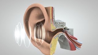 Journey of Sound to the Brain [upl. by Helyn]