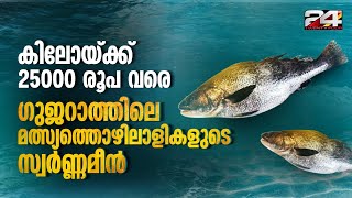 ഈ മീൻ പിടിച്ചാൽ ലഭിക്കുക ലക്ഷങ്ങൾ  Ghol Fish [upl. by Ahsiad]