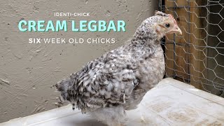 Crested Cream Legbar 6WeekOld Chicks [upl. by Warfield]