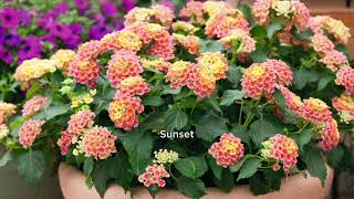 Phillip Watson Designs 5 pc Lantana Floriferous Live Plants on QVC [upl. by Ahsenac]