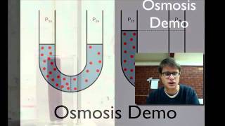 Osmosis Demo [upl. by Onitram]